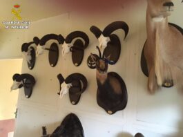 La Guardia Civil de Alicante halla un taller clandestino de taxidermia en San Vicente del Raspeig