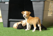 Sant Vicent, ciudad amiga de los animales