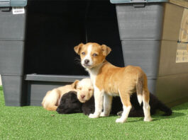 Sant Vicent, ciudad amiga de los animales