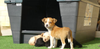 Sant Vicent, ciudad amiga de los animales