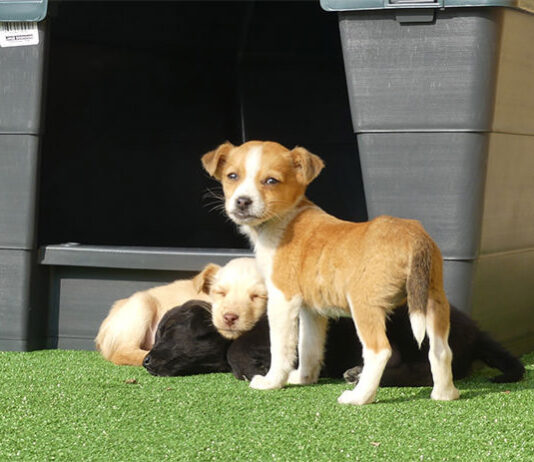 Sant Vicent, ciudad amiga de los animales