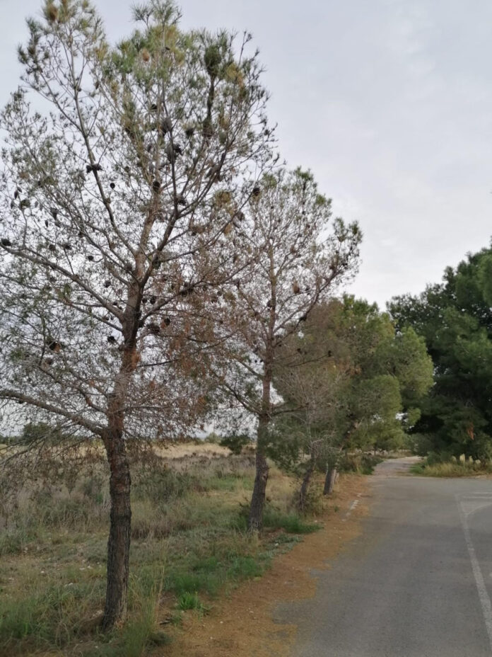 Procesionaria Villamontes