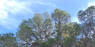 El Ayuntamiento de San Vicente del Raspeig pide la colaboración ciudadana para extremar las medidas de prevención de incendios